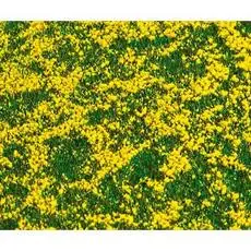 PREMIUM Landschafts-Segment, Rapsfeld